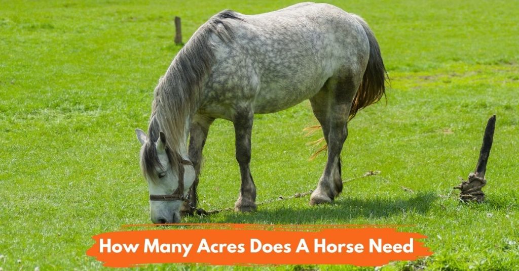 How Many Acres Do You Need For A Horse? National Equine