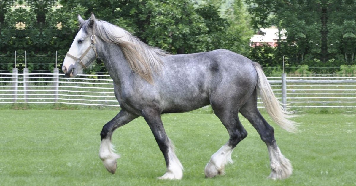 Gray Friesian Horse