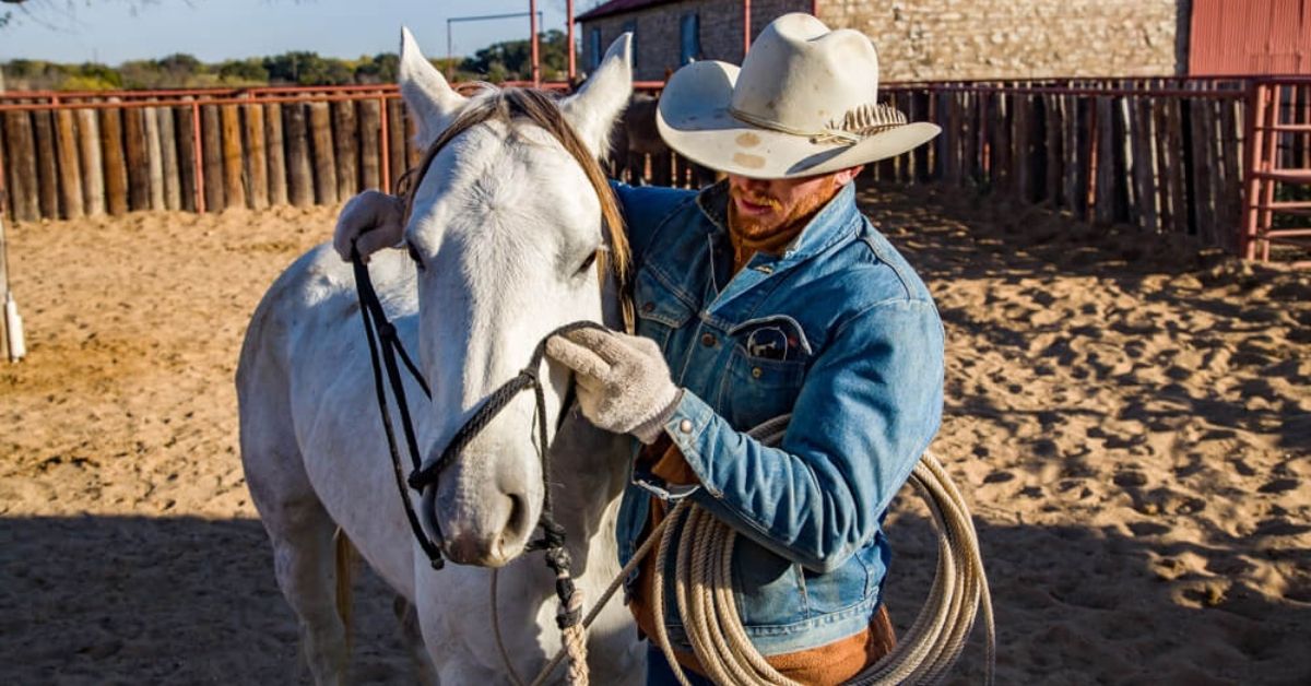 Halter Breaking a horse