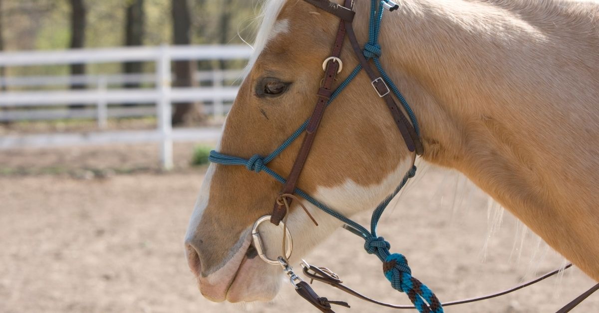 Horse Bit And Bridle