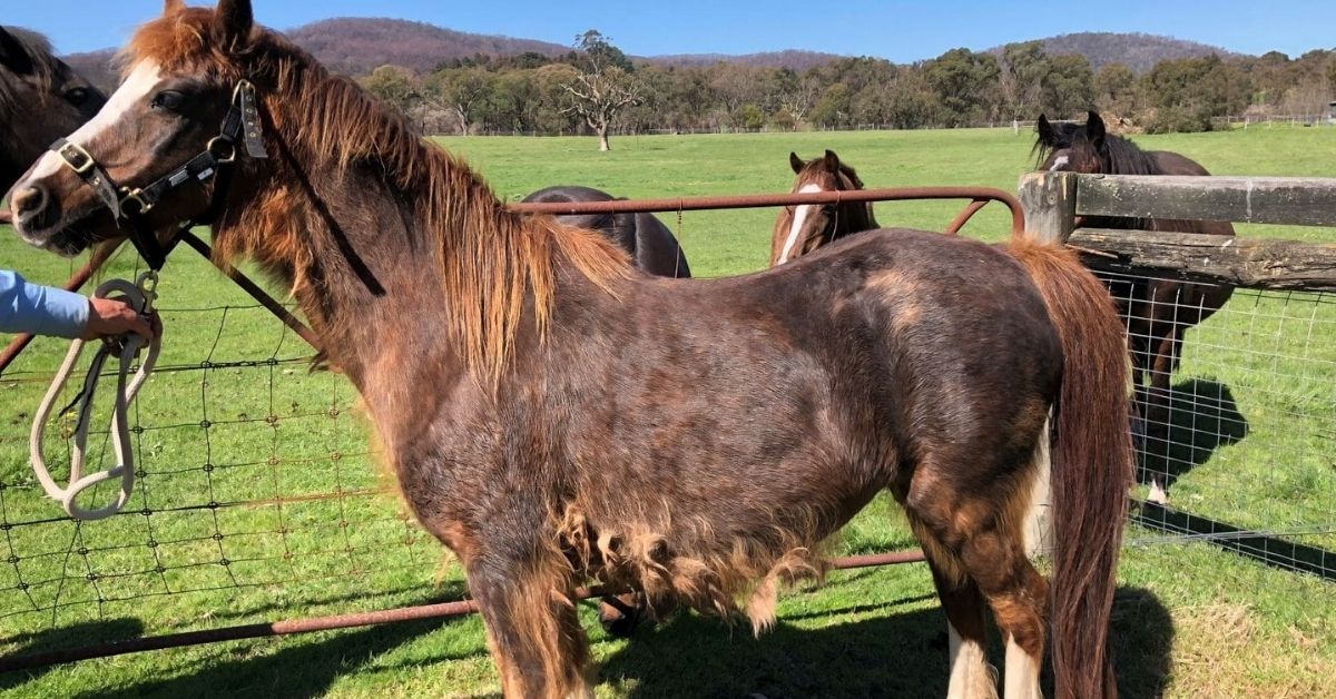 Horse Cushing Disease