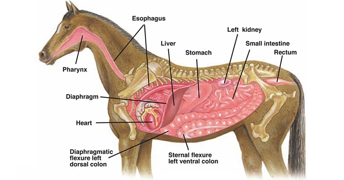 Horse Digestive Anatomy Chart