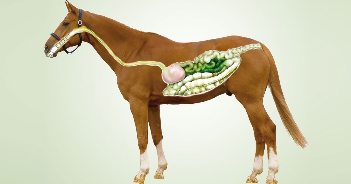 Horse Digestive System