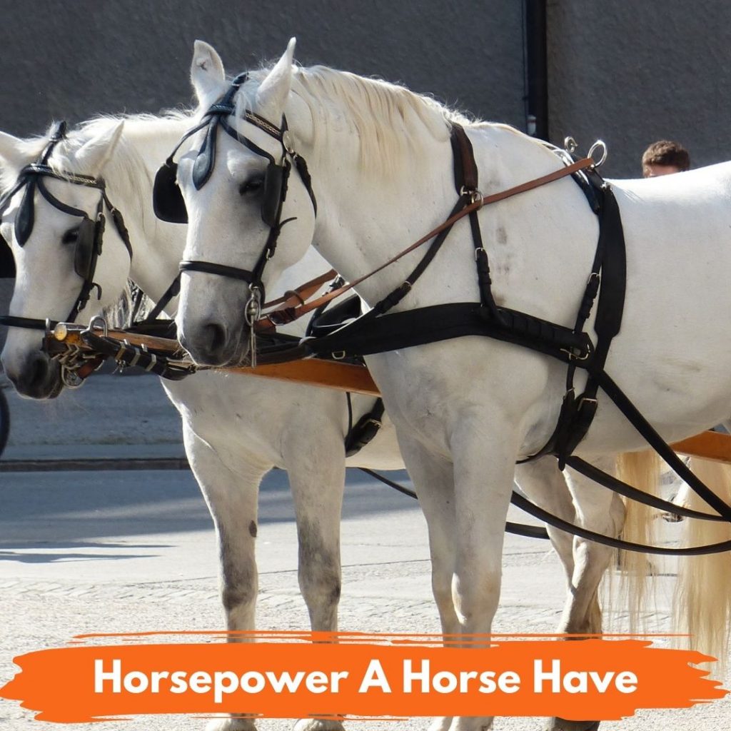 Horsepower a Horse Have