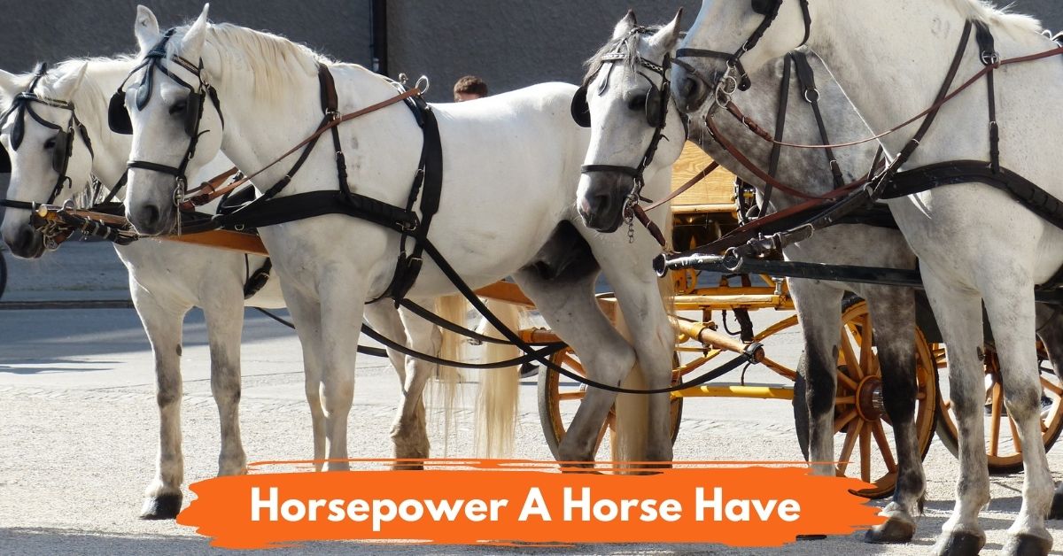 Horsepower a Horse Have social