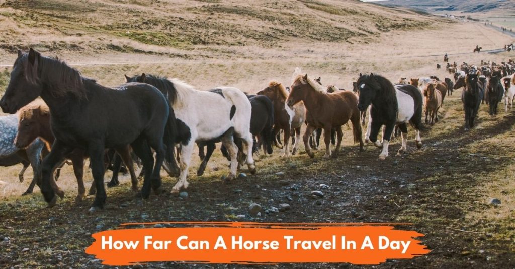 How Far Does A Horse Travel In A Day