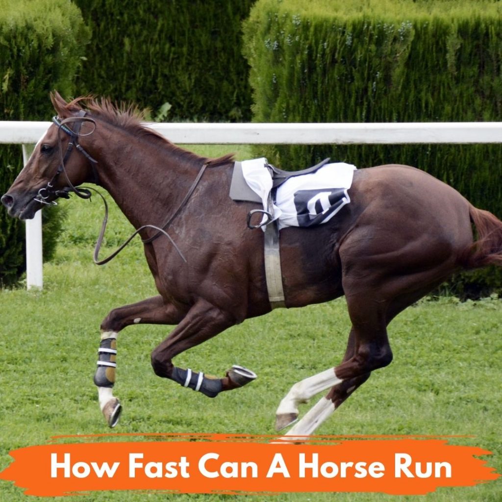 How Fast Can A Horse Run