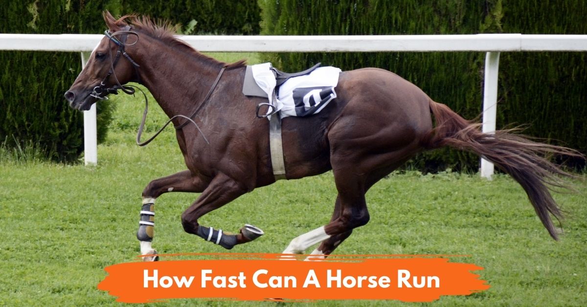 How Fast Can A Horse Run Social