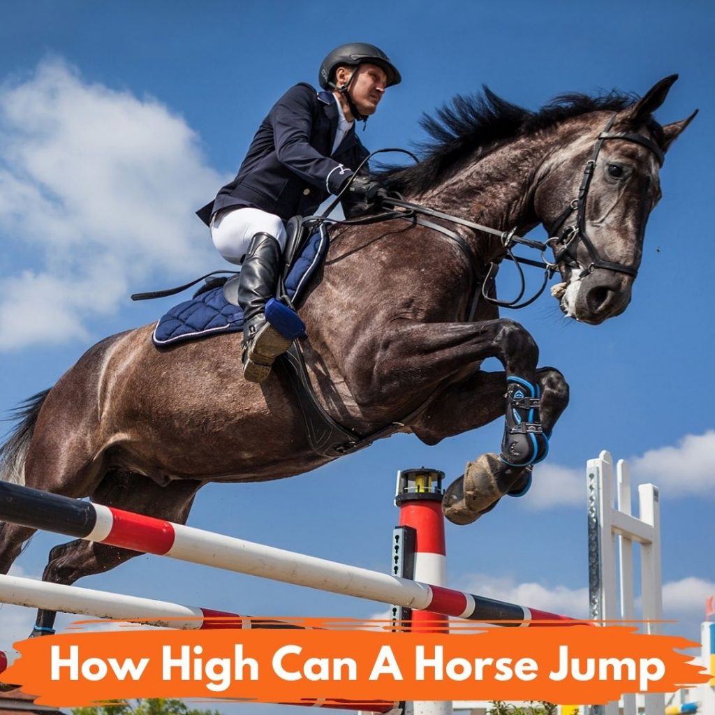 How High Can A Horse Jump