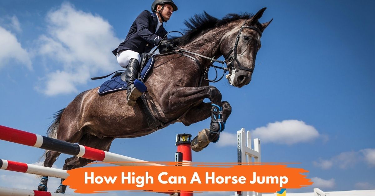How High Can A Horse Jump Social