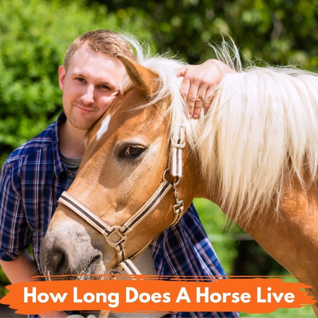 How Long Does A Horse Live