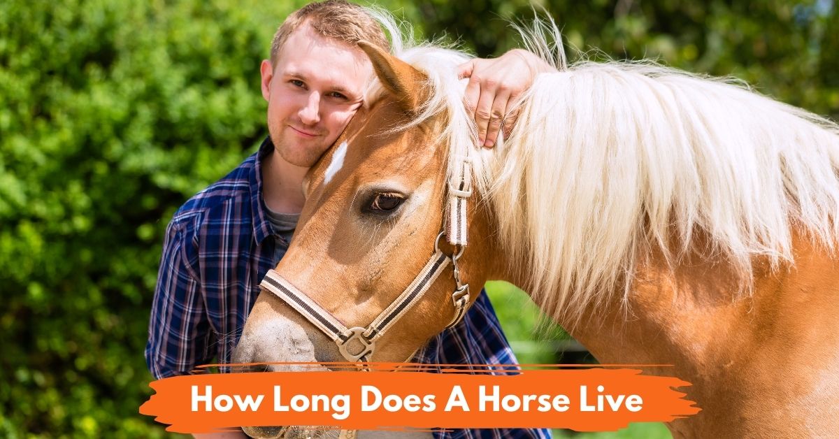 How Long Does A Horse Live Social