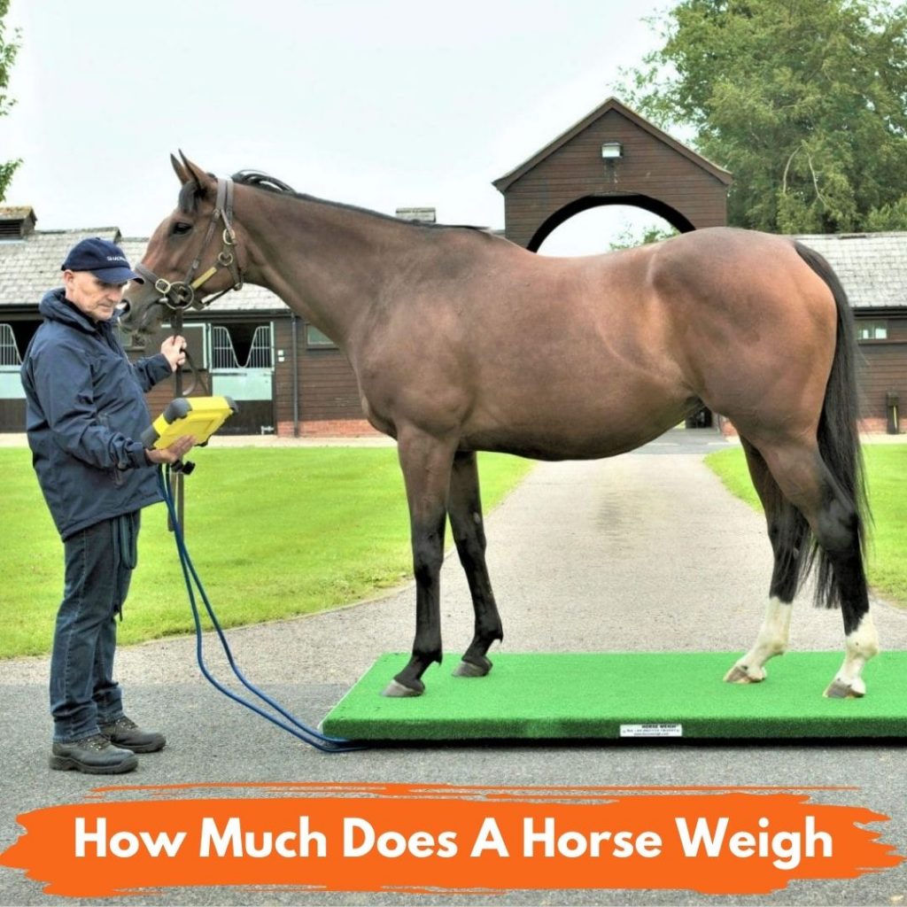 How Much Does A Horse Weigh