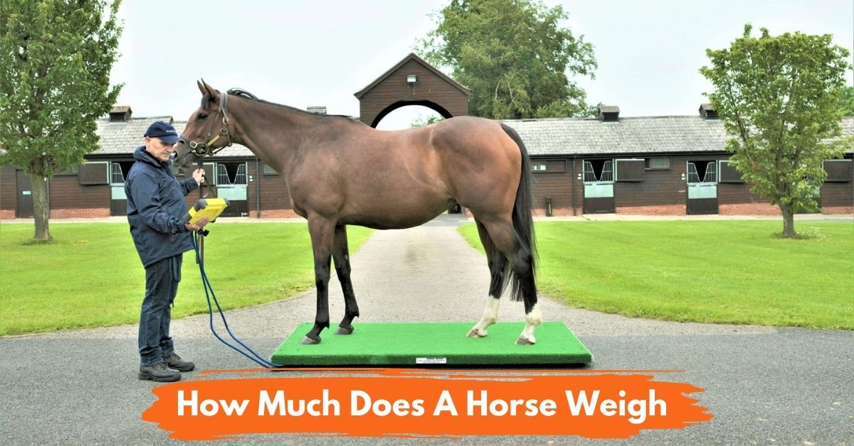 How Much Does A Horse Weigh social