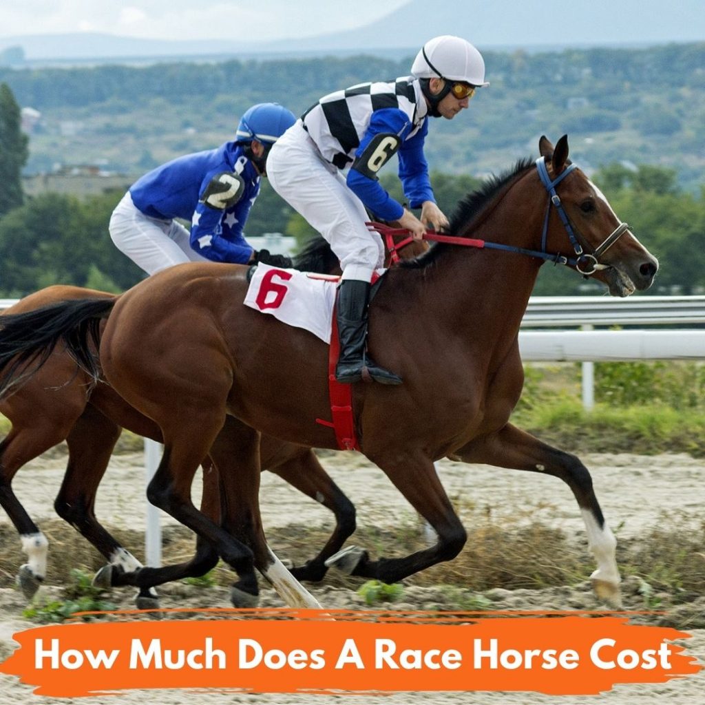 How Much Does a Race Horse Cost
