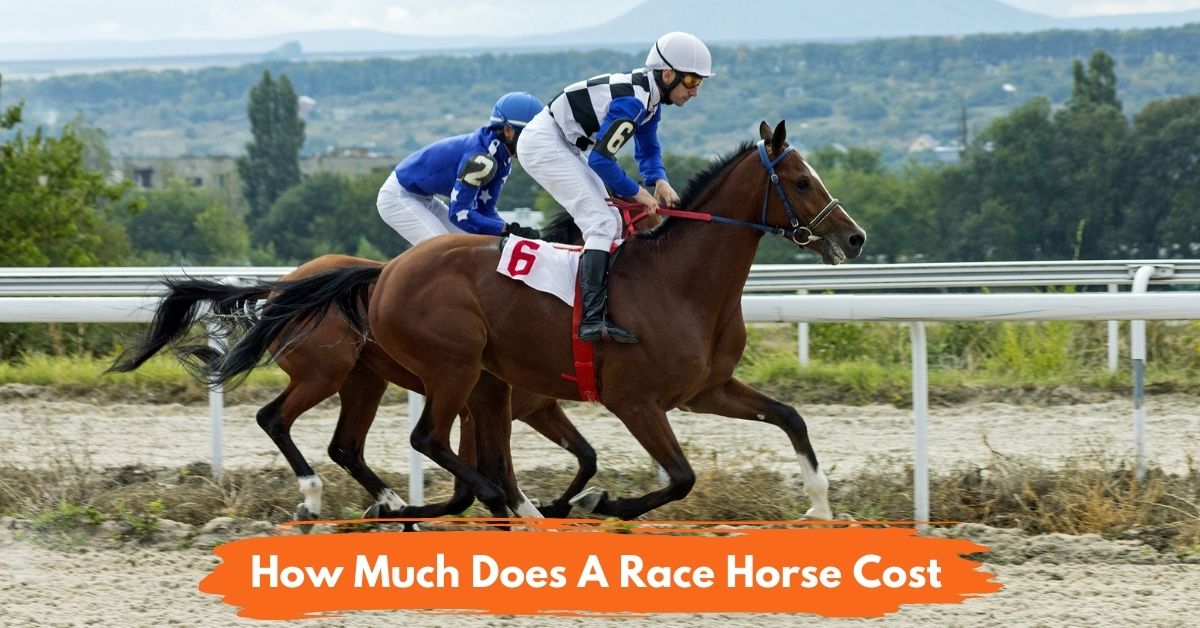 How Much Does a Race Horse Cost Social