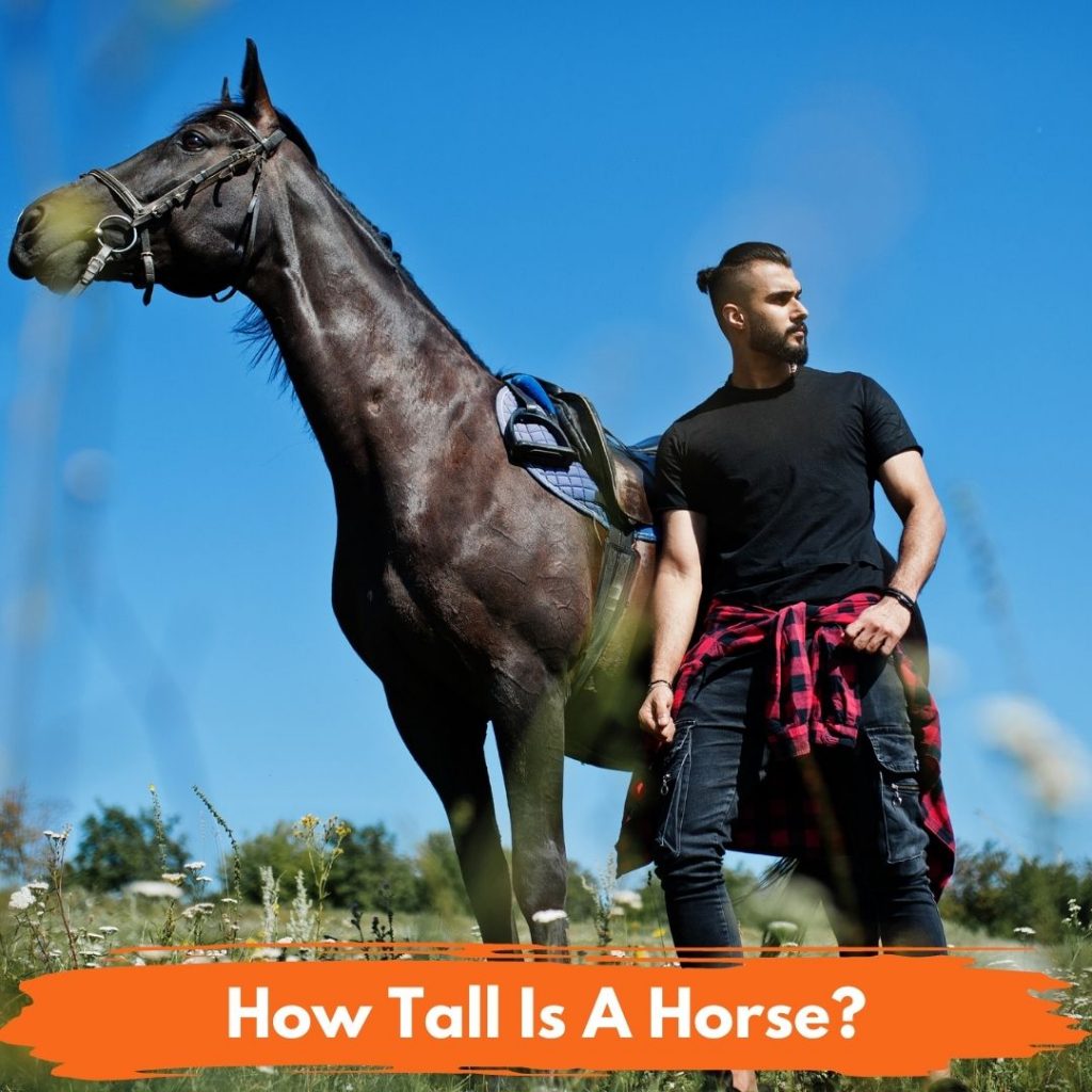 How Tall Is A Horse