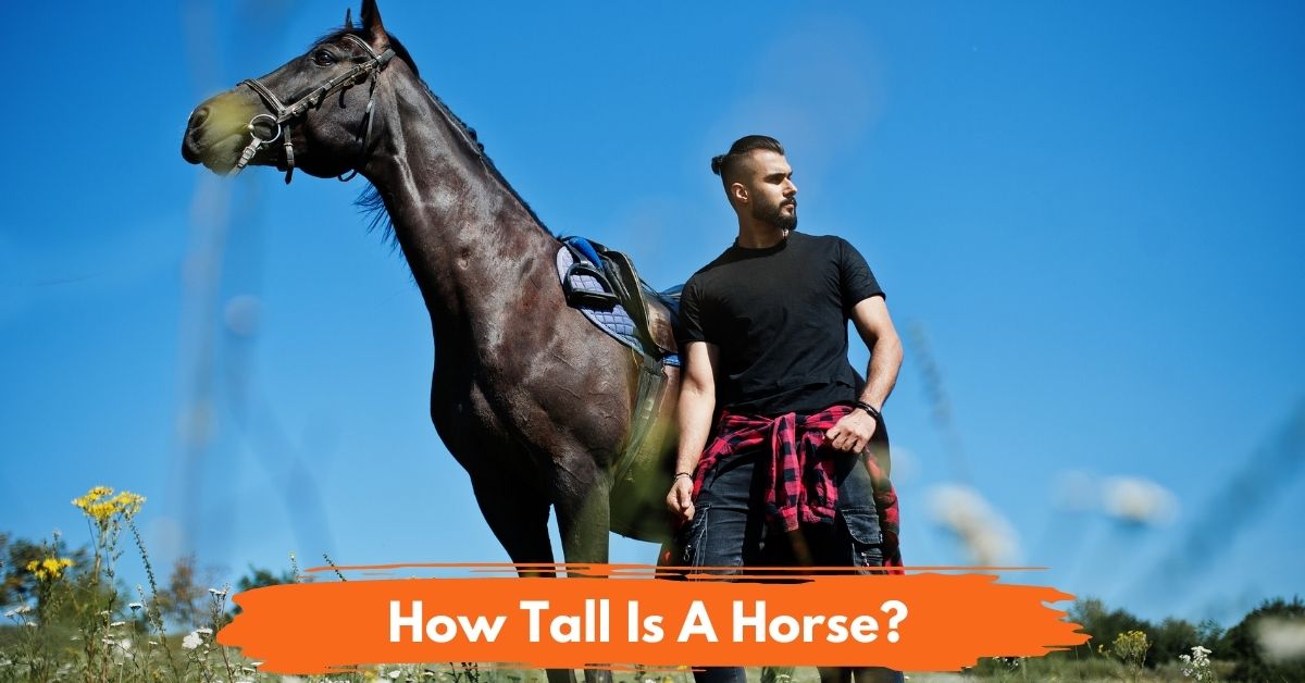 How Tall Is A Horse Social