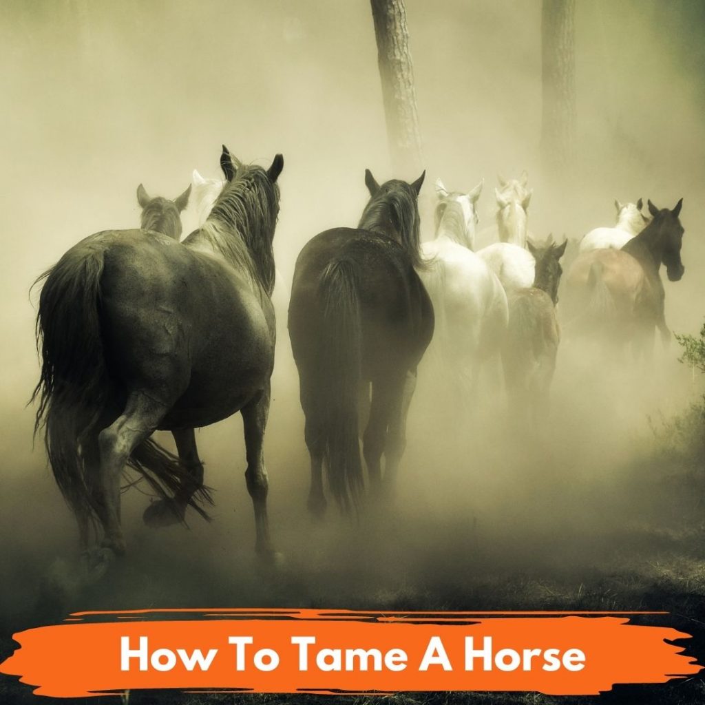 How To Tame A Horse