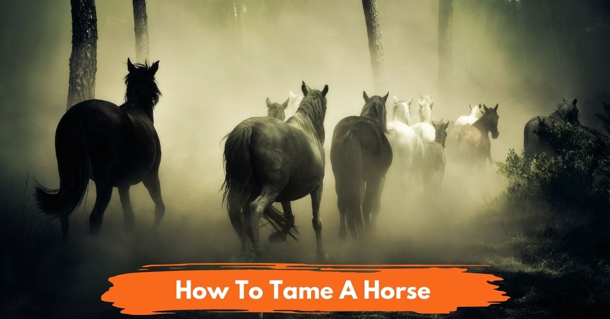 How To Tame A Horse Social