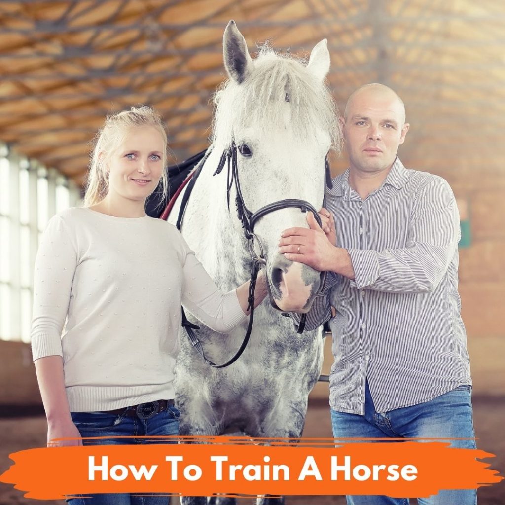 How To Train A Horse