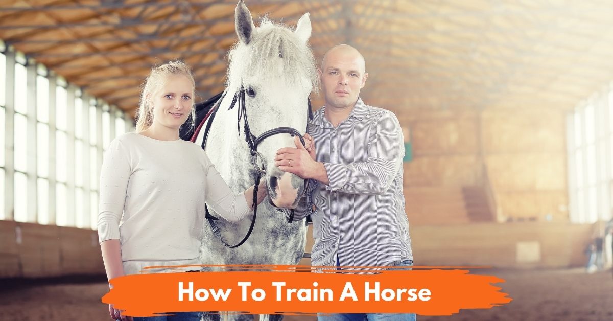 How To Train A Horse Social