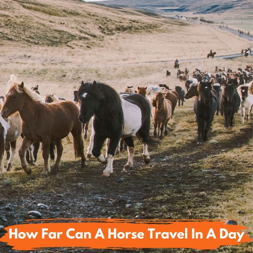 How Far Can A Horse Travel In A Day