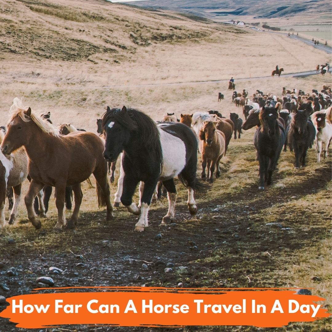 how-far-can-you-travel-by-horse-in-a-year-flash-sales-www-cfasouthern