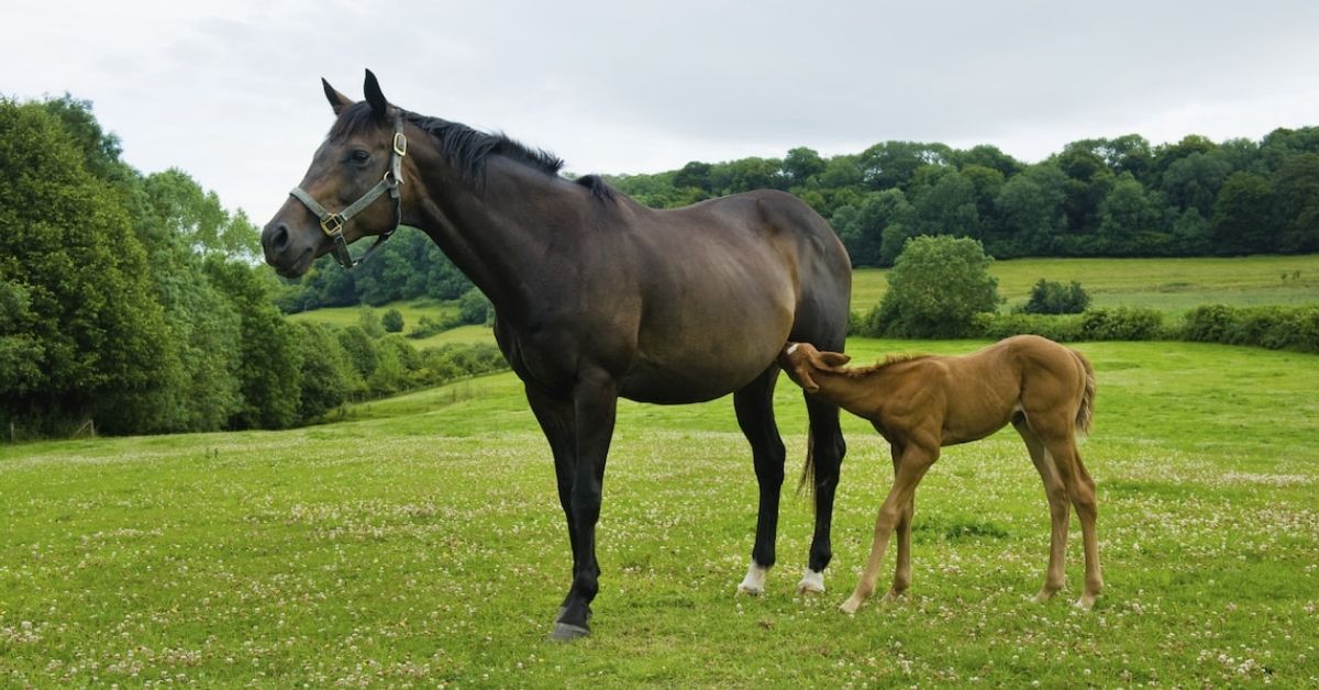 Little baby foal breastfeeding from her mother horse