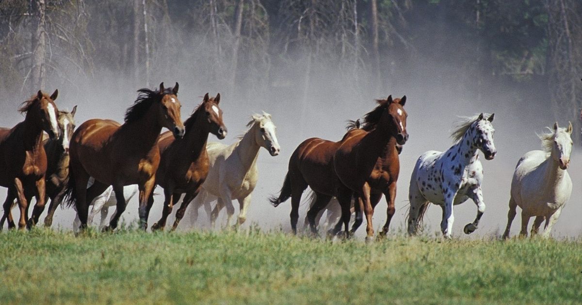Mustang horses are running in the wild