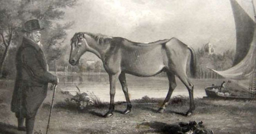 How Long Does A Horse Live? National Equine