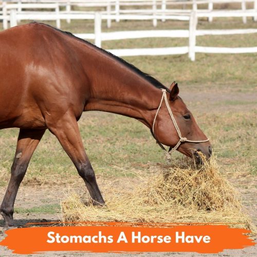 Basics National Equine