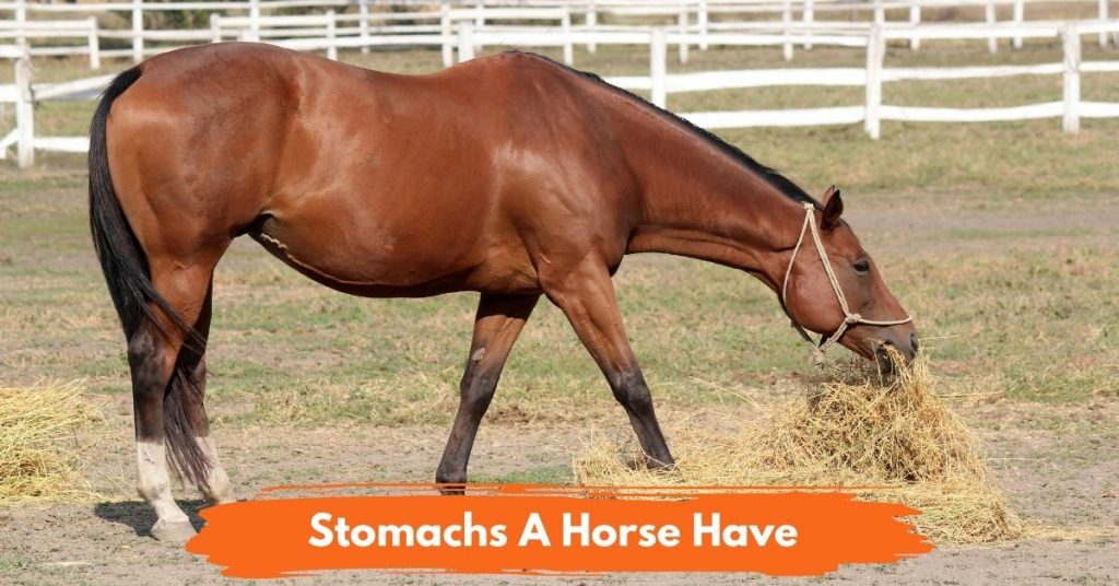 How Many Stomachs Does A Horse Have? National Equine