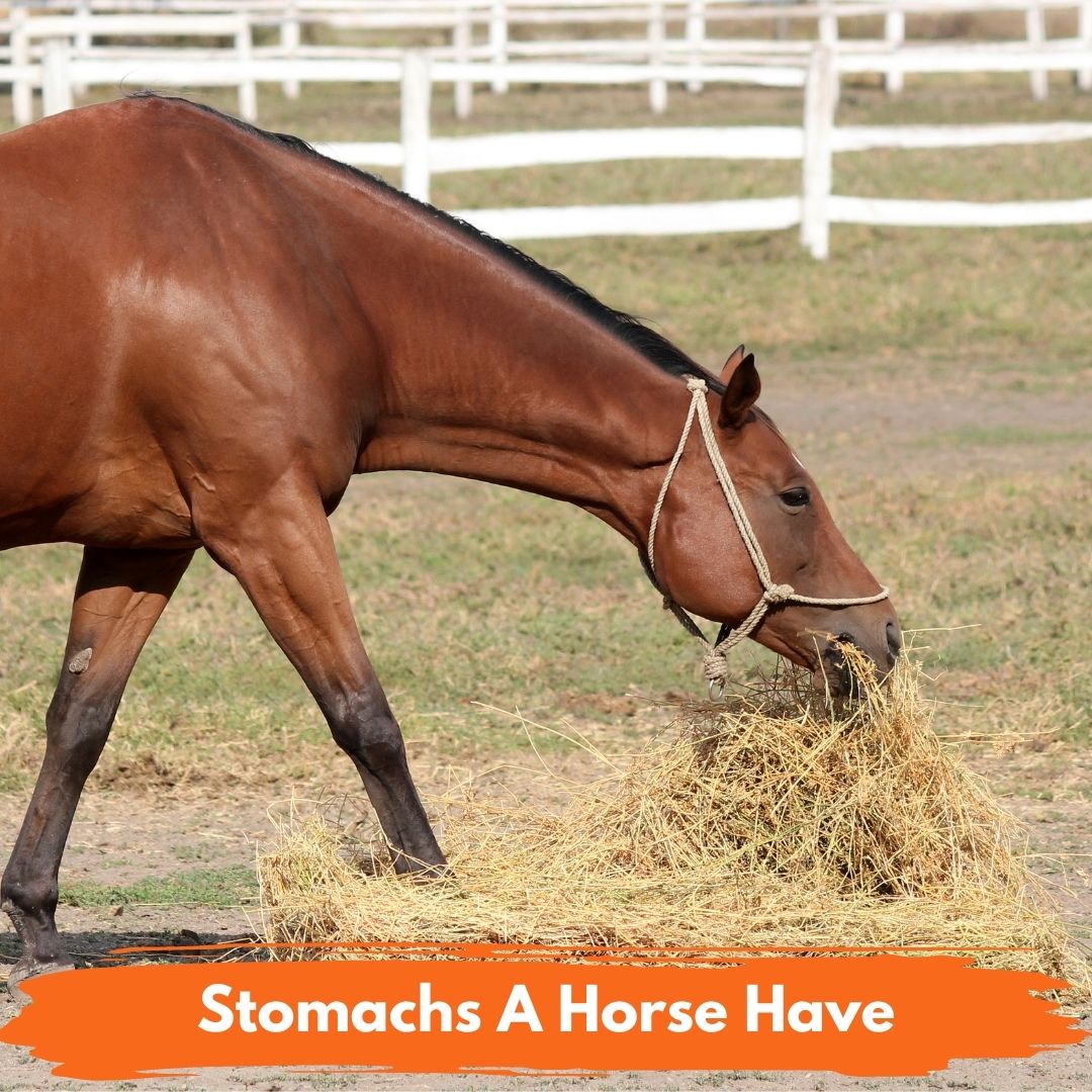 Basics National Equine