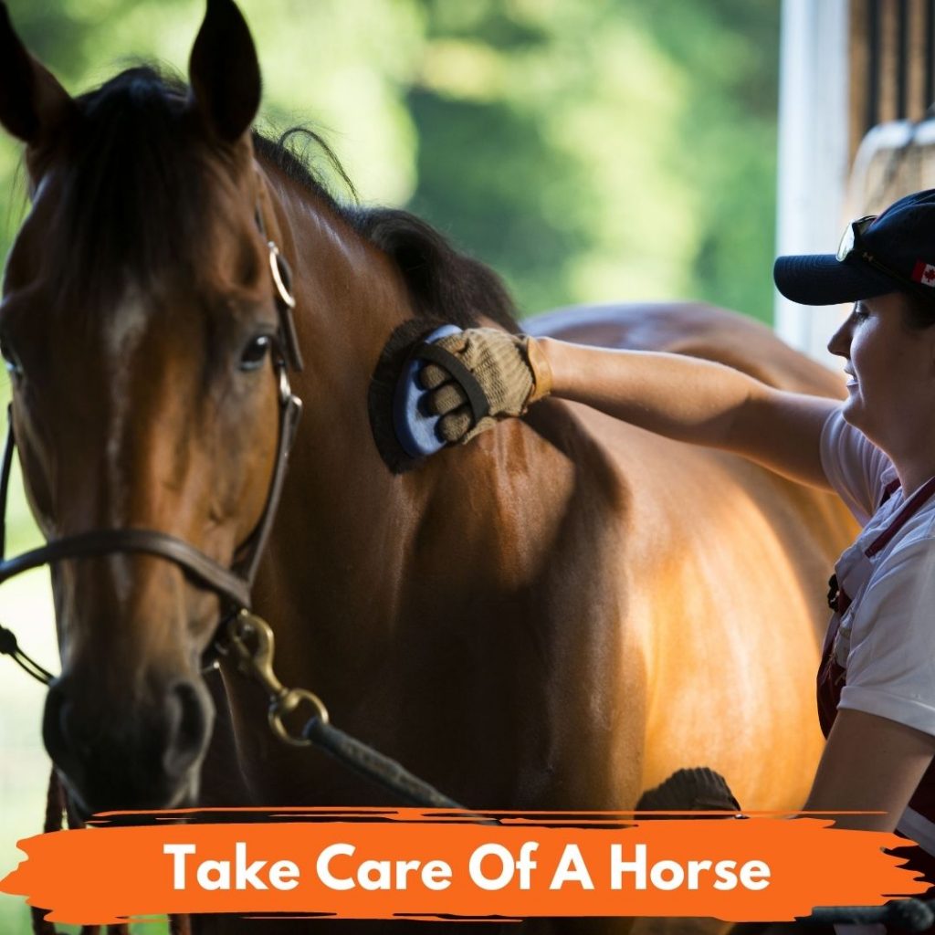Take Care Of A Horse