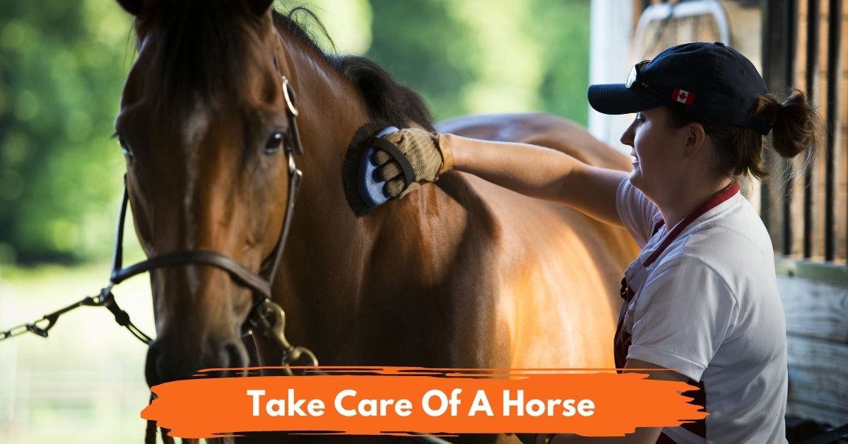 Take Care Of A Horse Social