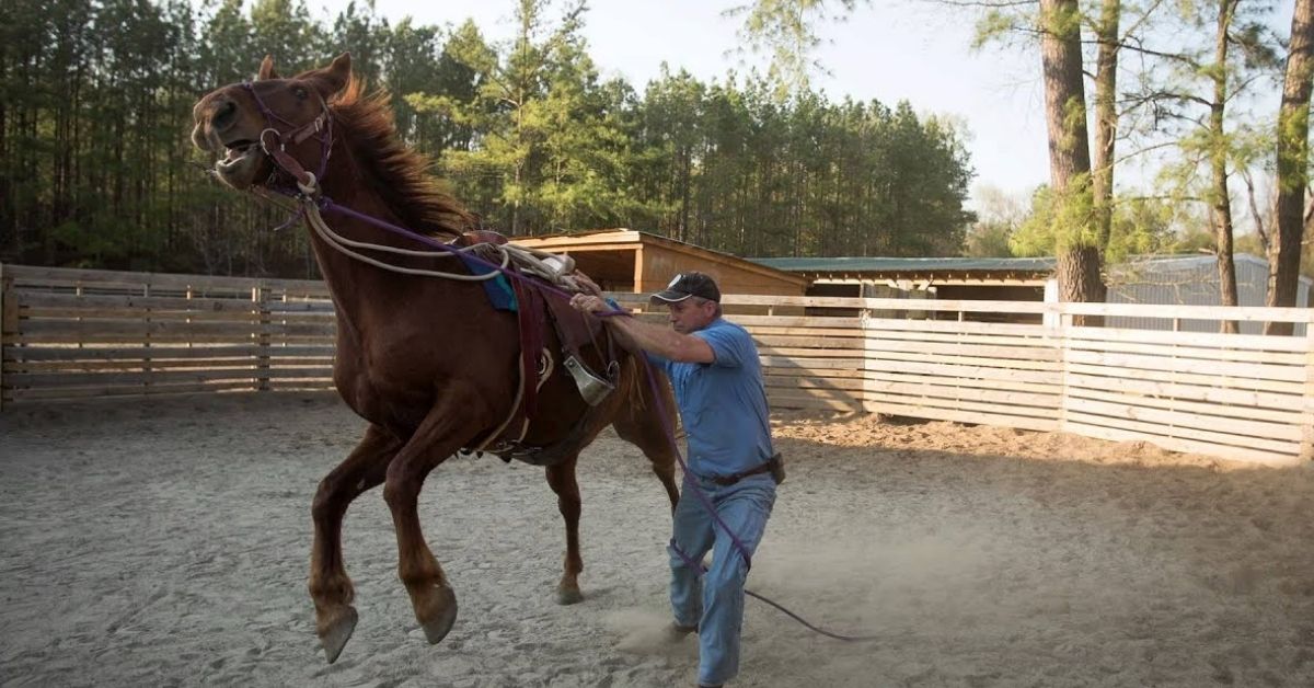 Tame A Wild Horse