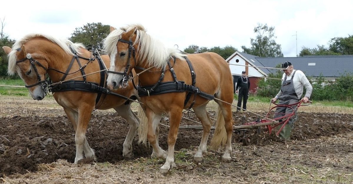 Two Horses Working Hard in The Field