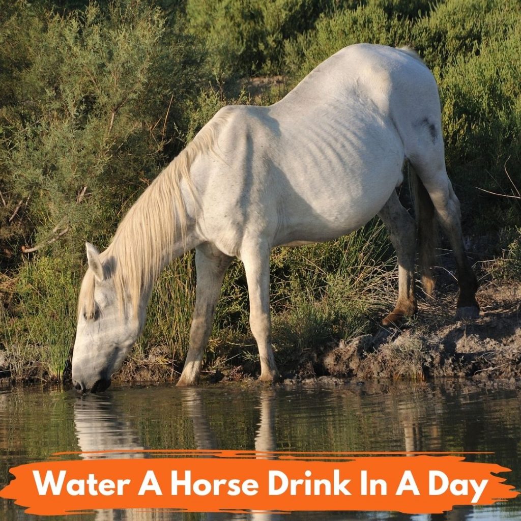 Water A Horse Drink In A Day