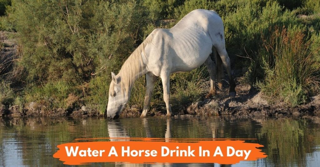 How Much Water Does A Horse Drink In A Day? National Equine