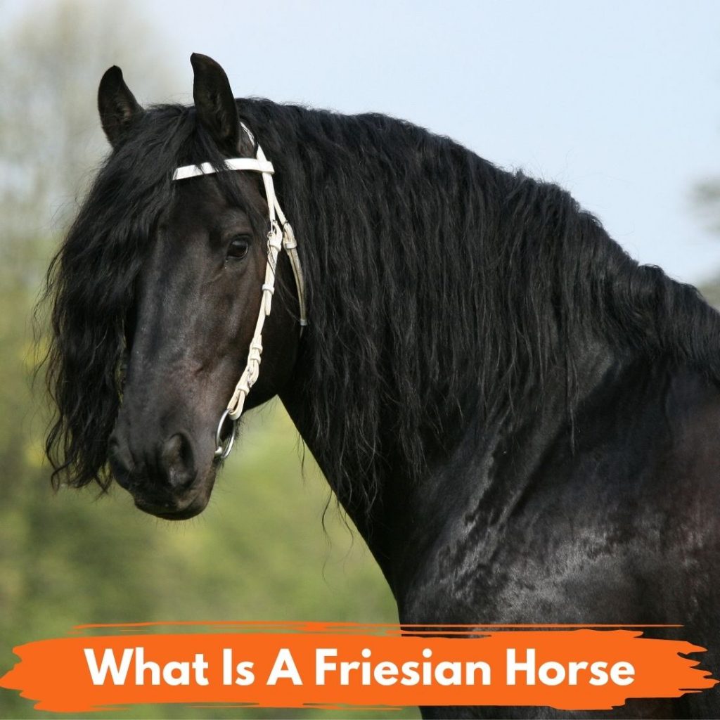 What is a Friesian Horse