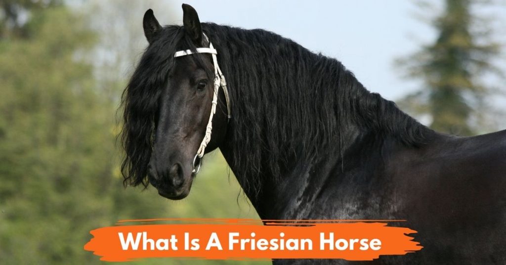 What Is A Friesian Horse? National Equine