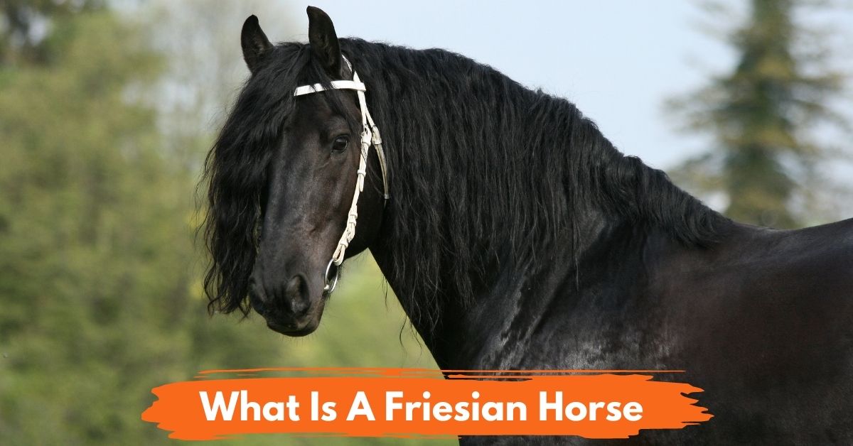What is a Friesian Horse Social