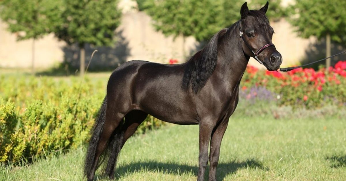 a black miniature horse