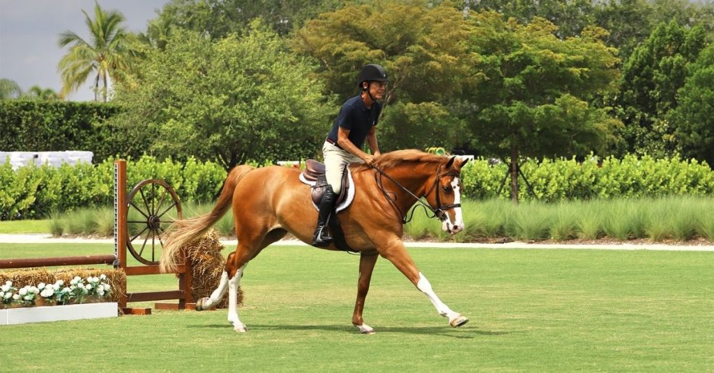 How High Can A Horse Jump? National Equine