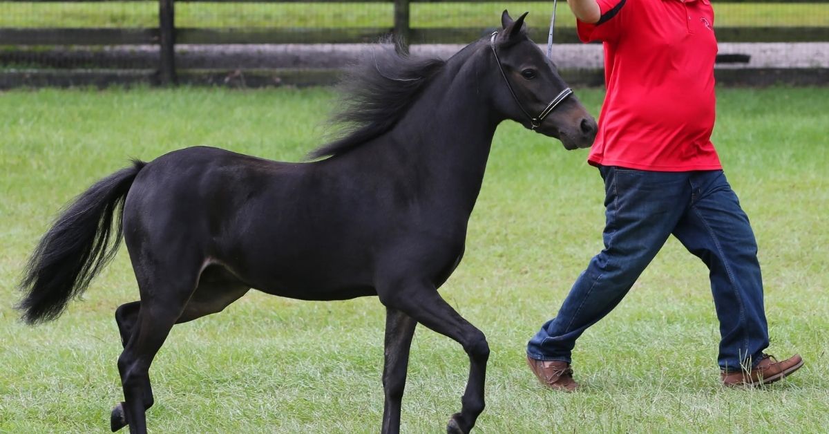 a man and his black miniature horse