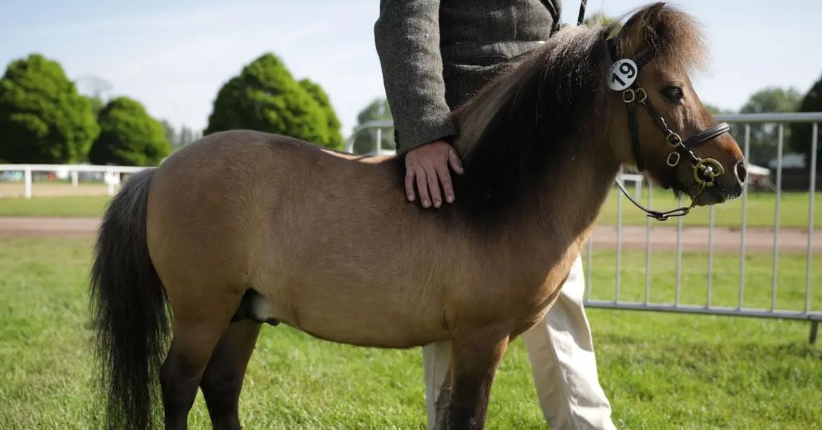 a man and his brown miniature horse