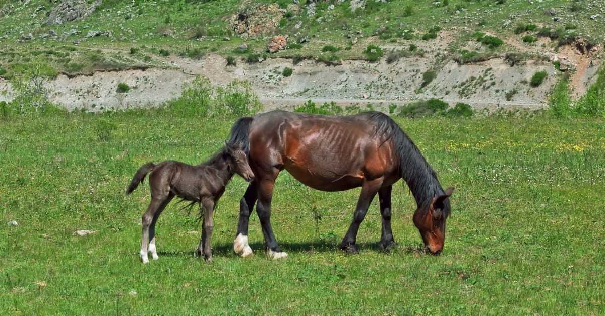 a mare and a newborn foal walk in mountain