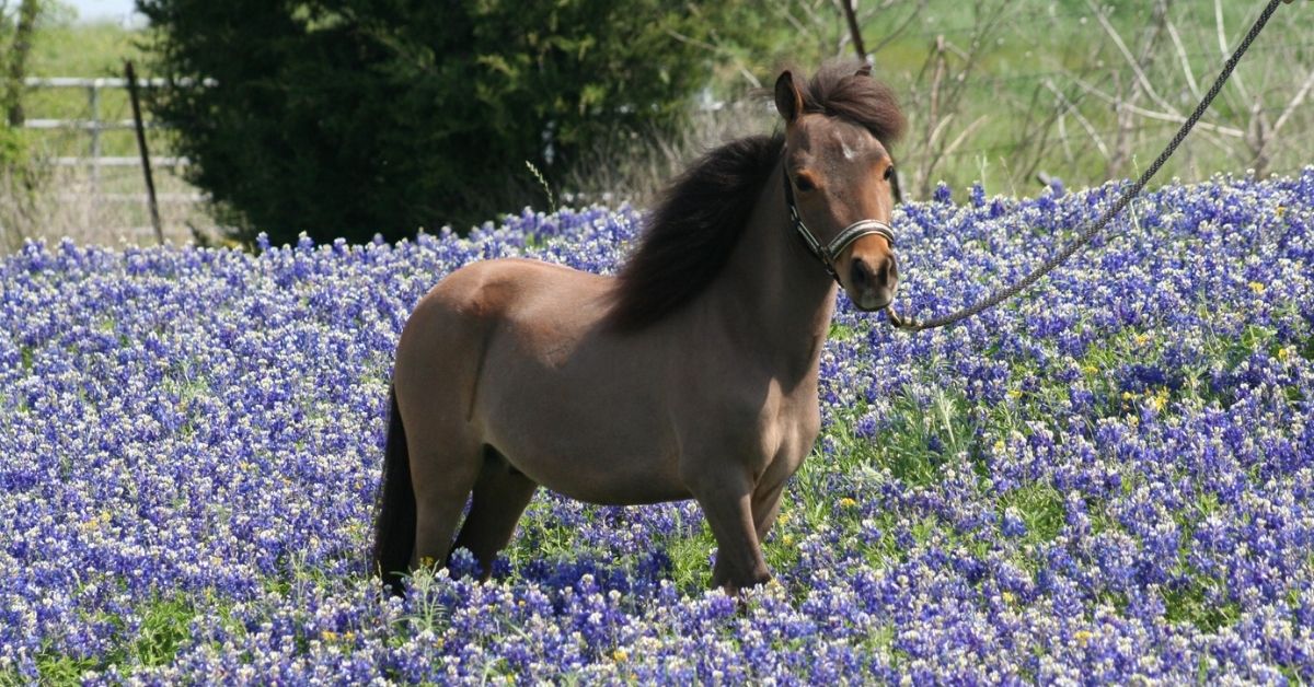 a miniature horses in a sea of flowers