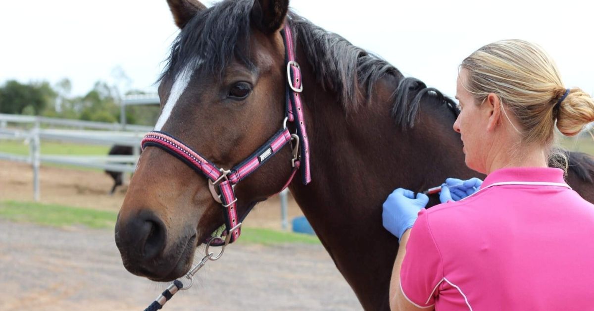 a veterinarian is vaccinating a horse